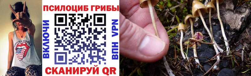 продажа наркотиков  Сосновый Бор  Псилоцибиновые грибы Psilocybine cubensis 